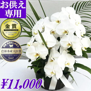 生花 胡蝶蘭 お悔やみの人気商品 通販 価格比較 価格 Com