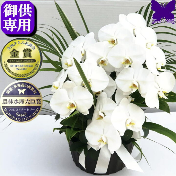 楽天市場】お供え専用 胡蝶蘭 アレンジメント 供花 命日 胡蝶蘭3本 21  