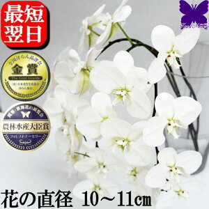 10/31܂Ŏg500~OFFN[|ԍ Ӓ ؉ ԍ pԍ Ӓ ̌Ӓ ؉ 3`5{ 20ֈȏ ԑ ̂Ԃ̉ԑ j Ӓ j  ӒXtHXgi