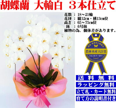 胡蝶蘭胡蝶蘭胡蝶蘭胡蝶蘭胡蝶蘭胡蝶蘭胡蝶蘭胡蝶蘭胡蝶蘭胡蝶蘭胡蝶蘭