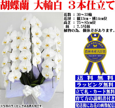 胡蝶蘭白大輪3本立ち30〜33輪胡蝶蘭専門農家の生産直売です豪華胡蝶蘭送料無料【あす楽対応】お祝い胡蝶蘭開店祝胡蝶蘭開院祝胡蝶蘭開業祝お供えお中元お歳暮内祝喜寿米寿卒寿還暦花ギフト胡蝶蘭ランキング胡蝶蘭