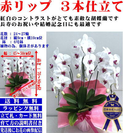 胡蝶蘭3本立ち開店祝い開院祝い白/白赤/ピンク胡蝶蘭専門農家の神奈川県平塚市から生産直売開業祝いに胡蝶蘭送料無料お祝い胡蝶蘭お供え叙勲就任退職還暦米寿新築誕生日花ギフトミディ母の日