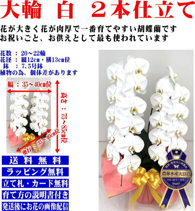 胡蝶蘭3本立ち開店祝い開院祝い白/白赤/ピンク胡蝶蘭専門農家の神奈川県平塚市から生産直売開業祝いに胡蝶蘭送料無料お祝い胡蝶蘭お供え叙勲就任退職還暦米寿新築誕生日花ギフトミディ母の日