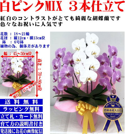 胡蝶蘭3本立ち開店祝い開院祝い白/白赤/ピンク胡蝶蘭専門農家の神奈川県平塚市から生産直売開業祝いに胡蝶蘭送料無料お祝い胡蝶蘭お供え叙勲就任退職還暦米寿新築誕生日花ギフトミディ母の日