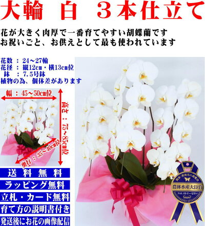 胡蝶蘭3本立大輪(24〜27輪)お祝い開店祝開院祝開業祝当選祝叙勲祝栄転祝昇進祝白胡蝶蘭3本立ち大輪お祝い胡蝶蘭お供え叙勲就任退職還暦米寿新築誕生日花ギフト母の日父の日敬老の日移転祝胡蝶蘭花屋送料無料あすに届ける