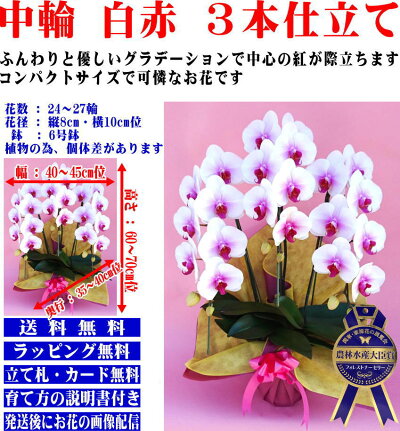 胡蝶蘭3本立ち開店祝い開院祝い白/白赤/ピンク胡蝶蘭専門農家の神奈川県平塚市から生産直売開業祝いに胡蝶蘭送料無料お祝い胡蝶蘭お供え叙勲就任退職還暦米寿新築誕生日花ギフトミディ母の日
