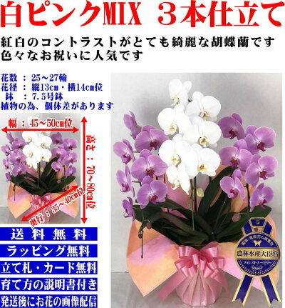 胡蝶蘭3本立ち開店祝開院祝開業祝当選祝胡蝶蘭専門農家の神奈川県平塚市から生産直売胡蝶蘭送料無料お祝い胡蝶蘭お供え叙勲就任退職還暦米寿新築誕生日花ギフトミディ母の日父の日敬老の日