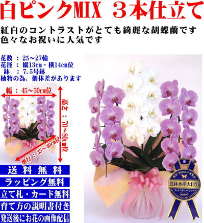胡蝶蘭3本立ち開店祝開院祝開業祝当選祝胡蝶蘭専門農家の神奈川県平塚市から生産直売胡蝶蘭送料無料お祝い胡蝶蘭お供え叙勲就任退職還暦米寿新築誕生日花ギフトミディ母の日父の日敬老の日