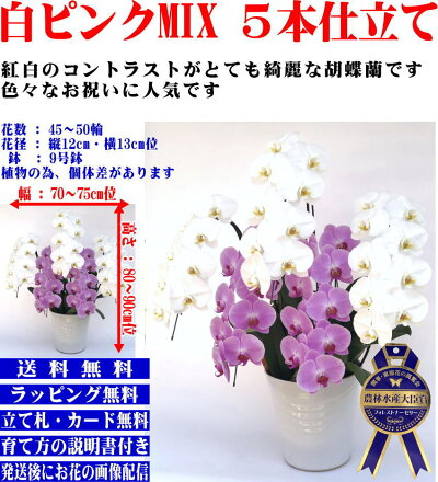 胡蝶蘭5本立ち3本立ち開店祝豪華胡蝶蘭あす楽12時で最短翌日到着会社や開院の贈り物に人気です!請求書領収書可能胡蝶蘭5本立ち大輪45〜50/花フラワーギフト贈答品お祝いお供え開店祝い開業祝開院祝叙勲祝就任祝等に胡蝶蘭!プレミアム