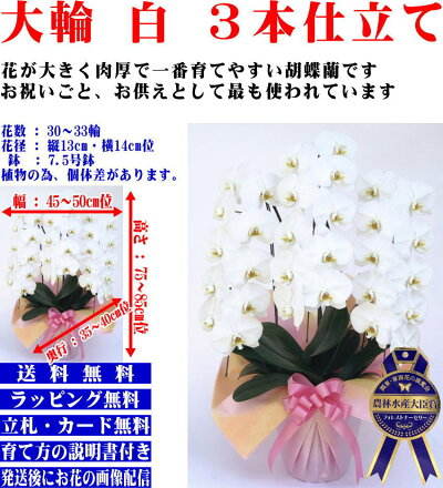 胡蝶蘭白大輪3本立ち30〜33輪胡蝶蘭専門農家の生産直売です豪華胡蝶蘭送料無料【あす楽対応】お祝い胡蝶蘭開店祝胡蝶蘭開院祝胡蝶蘭開業祝お供えお中元お歳暮内祝喜寿米寿卒寿還暦花ギフト胡蝶蘭ランキング胡蝶蘭