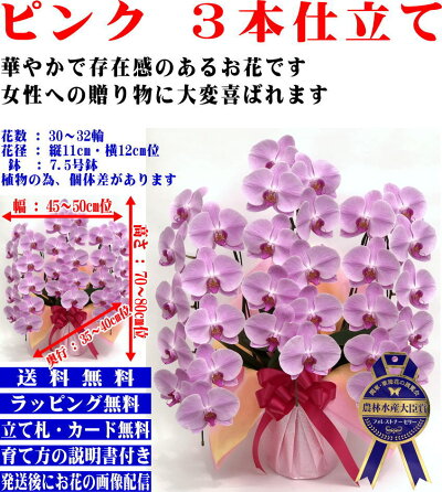 胡蝶蘭3本立ち開店祝開院祝開業祝当選祝胡蝶蘭専門農家の神奈川県平塚市から生産直売胡蝶蘭送料無料お祝い胡蝶蘭お供え叙勲就任退職還暦米寿新築誕生日花ギフトミディ母の日父の日敬老の日