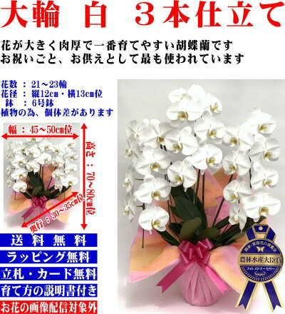 胡蝶蘭3本立ち大輪お祝い2本立ち開店祝い開業祝開院祝送料無料贈答品/お供え/お盆/お彼岸/叙勲祝/就任祝/進発/着任/退職/還暦/米寿/新築祝/胡蝶蘭花ギフト/母の日父の日敬老の日神奈川県平塚市から発送