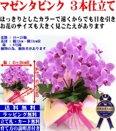 胡蝶蘭3本立ちお祝いお供え開店祝開業祝開院祝当選祝神奈川県平塚市から発送お盆お彼岸叙勲祝就任祝進発着任退職還暦米寿新築祝胡蝶蘭花ギフト母の日敬老の日胡蝶蘭送料無料【あす楽対応】