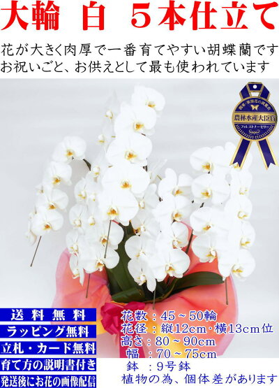 胡蝶蘭胡蝶蘭胡蝶蘭胡蝶蘭胡蝶蘭胡蝶蘭胡蝶蘭胡蝶蘭胡蝶蘭胡蝶蘭胡蝶蘭