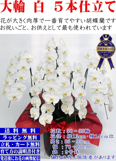 胡蝶蘭5本立ち大輪50〜55輪【神奈川県平塚市から発送】【あす楽対応】花フラワーギフト贈答品お祝いお供え開店祝い開業祝開院祝叙勲祝等に!【送料無料】【楽ギフ_包装選択】胡蝶蘭就任祝【領収書OK】ポイントプレミアム