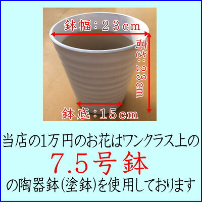 胡蝶蘭お祝い開店祝開院祝開業祝移転祝当選祝白ピンク胡蝶蘭専門店フォレストナーサリー森洋蘭胡蝶蘭3本立ち大輪お祝い胡蝶蘭お供え叙勲就任退職還暦米寿新築誕生日花ギフト母の日父の日敬老の日お中元あす楽胡蝶蘭3本立大輪(24〜27輪)胡蝶蘭