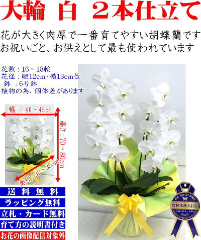 胡蝶蘭3本立ちお祝いお供え開店祝開業祝開院祝当選祝神奈川県平塚市から発送お盆お彼岸叙勲祝就任祝進発着任退職還暦米寿新築祝胡蝶蘭花ギフト母の日敬老の日胡蝶蘭送料無料【あす楽対応】