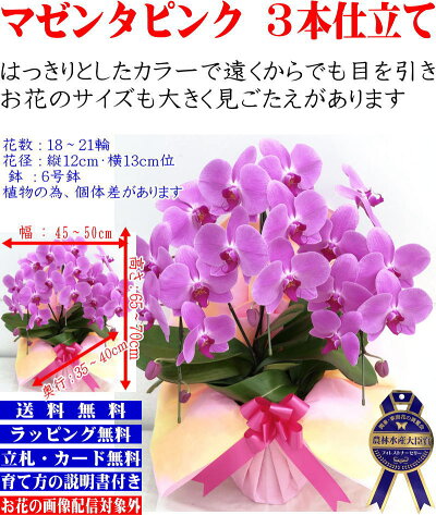 胡蝶蘭3本立ちお祝いお供え開店祝開業祝開院祝当選祝神奈川県平塚市から発送お盆お彼岸叙勲祝就任祝進発着任退職還暦米寿新築祝胡蝶蘭花ギフト母の日敬老の日胡蝶蘭送料無料【あす楽対応】