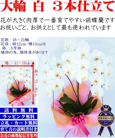 胡蝶蘭胡蝶蘭胡蝶蘭胡蝶蘭胡蝶蘭胡蝶蘭胡蝶蘭胡蝶蘭胡蝶蘭胡蝶蘭胡蝶蘭