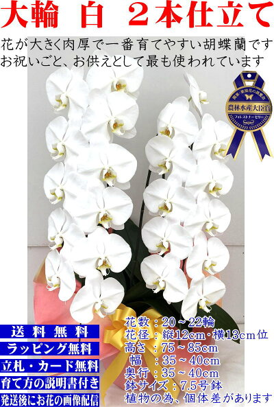 胡蝶蘭3本立ち開店祝い開院祝い白/白赤/ピンク胡蝶蘭専門農家の神奈川県平塚市から生産直売開業祝いに胡蝶蘭送料無料お祝い胡蝶蘭お供え叙勲就任退職還暦米寿新築誕生日花ギフトミディ母の日