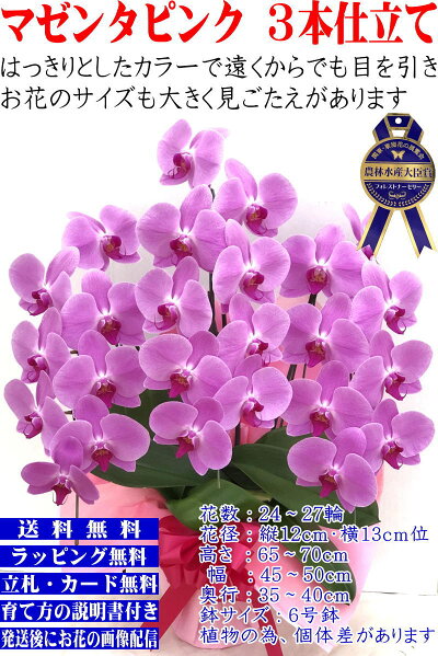 胡蝶蘭3本立ち開店祝い開院祝い白/白赤/ピンク胡蝶蘭専門農家の神奈川県平塚市から生産直売開業祝いに胡蝶蘭送料無料お祝い胡蝶蘭お供え叙勲就任退職還暦米寿新築誕生日花ギフトミディ母の日