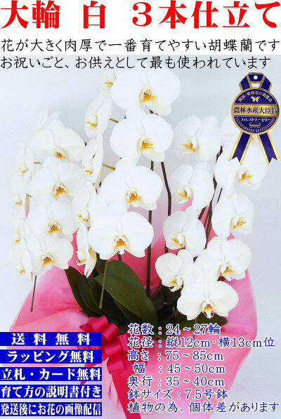 胡蝶蘭3本立ち開店祝い開院祝い白/白赤/ピンク胡蝶蘭専門農家の神奈川県平塚市から生産直売開業祝いに胡蝶蘭送料無料お祝い胡蝶蘭お供え叙勲就任退職還暦米寿新築誕生日花ギフトミディ母の日