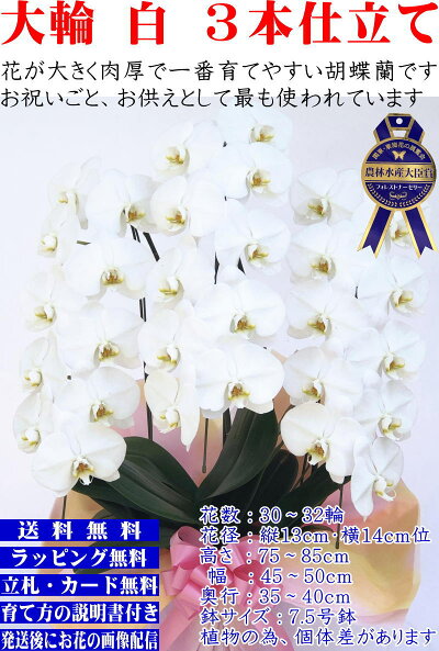 胡蝶蘭白大輪3本立ち30〜33輪胡蝶蘭専門農家の生産直売です豪華胡蝶蘭送料無料【あす楽対応】お祝い胡蝶蘭開店祝胡蝶蘭開院祝胡蝶蘭開業祝お供えお中元お歳暮内祝喜寿米寿卒寿還暦花ギフト胡蝶蘭ランキング胡蝶蘭