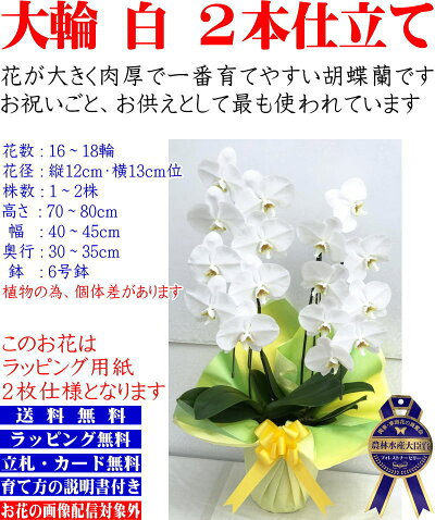 胡蝶蘭3本立ちお祝いお供え開店祝開業祝開院祝当選祝神奈川県平塚市から発送お盆お彼岸叙勲祝就任祝進発着任退職還暦米寿新築祝胡蝶蘭花ギフト母の日敬老の日胡蝶蘭送料無料【あす楽対応】