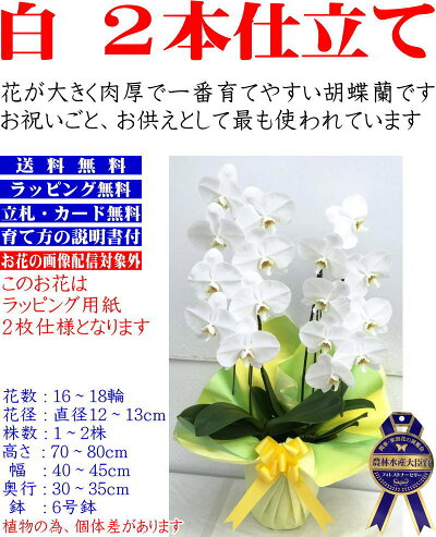 胡蝶蘭3本立ちお祝いお供え開店祝開業祝開院祝当選祝神奈川県平塚市から発送お盆お彼岸叙勲祝就任祝進発着任退職還暦米寿新築祝胡蝶蘭花ギフト母の日敬老の日胡蝶蘭送料無料【あす楽対応】