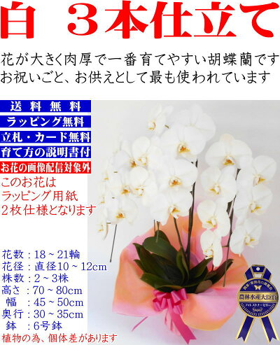 胡蝶蘭胡蝶蘭胡蝶蘭胡蝶蘭胡蝶蘭胡蝶蘭胡蝶蘭胡蝶蘭胡蝶蘭胡蝶蘭胡蝶蘭