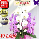 胡蝶蘭 お祝い お供え ★500円OFFクーポン発行中2/28まで★ 白 3本立ち 大輪 24輪 開店のお祝い 開院のお祝い 開業のお祝い 当選のお祝い 叙勲のお祝い 栄転のお祝い 昇進のお祝い 就任のお祝い 胡蝶蘭 退職 還暦米寿 誕生日 花ギフト 母の日 移転祝 お中元 お歳暮