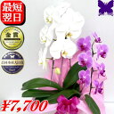 お祝い 胡蝶蘭 お供え 胡蝶蘭 ★500円OFFクーポン発行中2/28まで★ 3本立ち 2本立ち 開店祝 開業祝 開院祝 胡蝶蘭 お祝い 胡蝶蘭 開店祝 当選祝 胡蝶蘭専門店フォレストナーサリー 森洋蘭 お盆 お彼岸 叙勲祝就任祝進発着任退職還暦米寿新築祝 胡蝶蘭 花ギフト 母の日 白