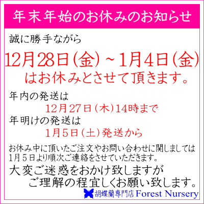 胡蝶蘭3本立大輪(18〜21輪)お祝いお供え開店祝開業祝開院祝当選祝神奈川県平塚市から発送お盆お彼岸叙勲祝就任祝進発着任退職還暦米寿新築祝胡蝶蘭花ギフト母の日敬老の日胡蝶蘭送料無料【あす楽対応】