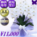お供え専用 胡蝶蘭 お供え 花 御供 【最短翌日お届け】お悔やみ 法事 白 3本立ち 24輪 あす楽 枕花 仏花 献花 忌 お盆 お彼岸 花 供花 新盆 初盆 おそなえ 通夜 葬儀 告別式 法要 仏事 仏壇 命日 供養 神奈川県平塚から生産直売 大輪 贈り物 送料無料 鉢花 アレンジ 花の写真