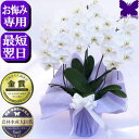 お供え専用 胡蝶蘭 初盆 49日 お供え 花 供花 お供え お悔やみ 仏花 花 お悔やみ 白 3本立ち 24輪 あす楽 枕花 献花 忌 お盆 お彼岸 花 供花 新盆 初盆 通夜 葬儀 葬式 告別式 法要 法事 仏事 仏壇 命日 供養 胡蝶蘭専門農家の生産直売 神奈川県平塚 花の写真 お供え専用