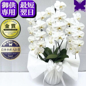 胡蝶蘭 お悔やみの人気商品・通販・価格比較 - 価格.com