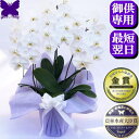 お供え専用 胡蝶蘭 お供え 花 御供 【最短翌日お届け】お悔やみ 法事 大輪 白 1.2.3.5本立ち 鉢花 アレンジ 枕花 仏花 献花 忌 お盆 お彼岸 花 供花 新盆 初盆 おそなえ 通夜 葬儀 告別式 法要 仏事 仏壇 命日 供養 神奈川県平塚から生産直売 送料無料 花の写真 専用