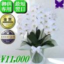 お供え専用 胡蝶蘭 お供え ★1000円OFFクーポン発行中11/30まで★ 花 御供 【最短翌日お届け】お悔やみ 法事 白 3本立ち 24輪 枕花 仏花 献花 忌 お盆 お彼岸 花 供花 新盆 初盆 おそなえ 葬儀 告別式 法要 仏事 仏壇 命日 供養 神奈川県平塚から生産直売 送料無料 鉢花