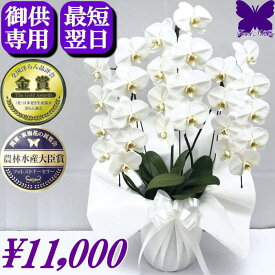 お供え専用 胡蝶蘭 お供え ★1000円OFFクーポン発行中11/30まで★ 白 3本立ち 49日 花 供花 お悔やみ 仏花 お供え 花 枕花 献花 忌 お盆 お彼岸 花 供花 新盆 初盆 葬儀 葬式 告別式 法要 法事 仏事 命日 供養 お供え花 蘭 胡蝶蘭お悔やみ お悔やみ 花 胡蝶蘭 生花