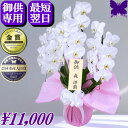 お供え専用 胡蝶蘭 ★500円OFFクーポン発行中2/28まで★ お悔やみ 生花 胡蝶蘭 お供え 花 お悔やみ 法事 白 3本立ち 24輪 枕花 仏花 献花 忌 お盆 お彼岸 花 供花 新盆 初盆 葬儀 告別式 法要 仏事 仏壇 命日 供養 鉢花 生花 胡蝶蘭専門店フォレストナーサリー