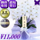お供え専用 胡蝶蘭 お供え ★1000円OFFクーポン発行中11/30まで★ 初盆 49日 花 供花 お供え お悔やみ 仏花 花 白 3本立ち 24輪 枕花 献花 忌 お盆 お彼岸 花 供花 新盆 初盆 葬儀 告別式 法要 法事 仏事 仏壇 命日 供養 胡蝶蘭専門農家の生産直売 神奈川県平塚