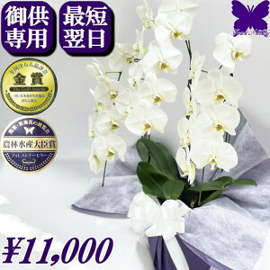 p Ӓ ~  1000~OFFN[|s11/30܂Ł 䋟   3{ 24  y     ~ ފ   V~ ~ V ʎ @v  d 