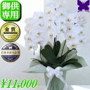 お供え専用 胡蝶蘭 【ボリュームUP中】 お供え 花 御供 ★クーポン発行中★ 【最短翌日お届け】お悔やみ 法事 白 3本立ち 24輪 枕花 仏花 献花 忌 お盆 お彼岸 花 供花 新盆 初盆 おそなえ 葬儀 告別式 法要 仏事 仏壇 命日 供養 神奈川県平塚から生産直売 送料無料 鉢花