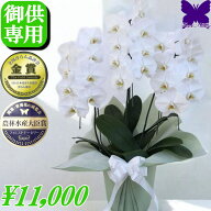 お供え専用 胡蝶蘭 ★最短翌日お届け★ ★クーポン発行中★ お悔やみ お供え 花 御供 法事 白 3本立ち 24…