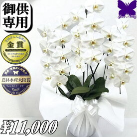 お供え専用 胡蝶蘭 ★クーポン発行中★ お悔やみ お供え 白 3本立ち 49日 花 供花 仏花 お供え 花 枕花 献花 忌 お盆 お彼岸 花 供花 新盆 初盆 葬儀 葬式 告別式 法要 法事 仏事 命日 供養 お供え花 蘭 胡蝶蘭お悔やみ お悔やみ 花 胡蝶蘭 生花