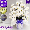お供え専用 胡蝶蘭 ★最短翌日お届け★ ★クーポン発行中★ お悔やみ お供え 初盆 49日 花 供花 お供え 仏花 花 白 3本立ち 24輪 枕花 献花 忌 お盆 お彼岸 花 供花 新盆 初盆 葬儀 告別式 法要 法事 仏事 仏壇 命日 供養 胡蝶蘭専門農家の生産直売 神奈川県平塚