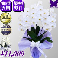 お供え専用 胡蝶蘭 お彼岸 ★今だけ10％OFF★ お彼岸や遠くの方のお供えにも最適 お悔やみ お供え 花 御…
