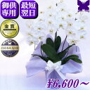 お供え専用 胡蝶蘭 ★最短翌日お届け★遠くの方のお供えやお盆にも最適★ お供え 花 御供 お悔やみ 法事 大輪 白 1.2.3.4.5本立ち 鉢花 アレンジ 枕花 仏花 献花 忌 お盆 お彼岸 花 供花 新盆 初盆 葬儀 告別式 法要 仏事 仏壇 命日 供養 神奈川県平塚から生産直売 送料無料