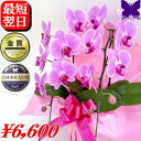 お祝い 誕生日 胡蝶蘭 ★500円OFFクーポン発行中1/31まで★ 2本立ち 12～16輪 開店祝 開業祝 開院祝 胡蝶蘭 お祝い お供え 胡蝶蘭 開店祝 当選祝 胡蝶蘭専門店フォレストナーサリー 森洋蘭 叙勲祝就任祝進発着任退職還暦米寿新築祝 胡蝶蘭 花ギフト 母の日 敬老 ピンク