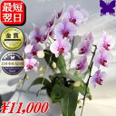 胡蝶蘭 お祝い 開店祝い ★500円OFFクーポン発行中1/31まで★ 3本立ち 大輪 白 ギフト 御祝 開店祝い 開院祝い 開業祝い 移転祝い 就任祝い 当選祝い 受章祝い 栄転祝い 昇進祝 退職祝 お供え 御供 叙勲 還暦 米寿 新築 誕生日 花ギフト 母の日 胡蝶蘭 送料無料 お盆